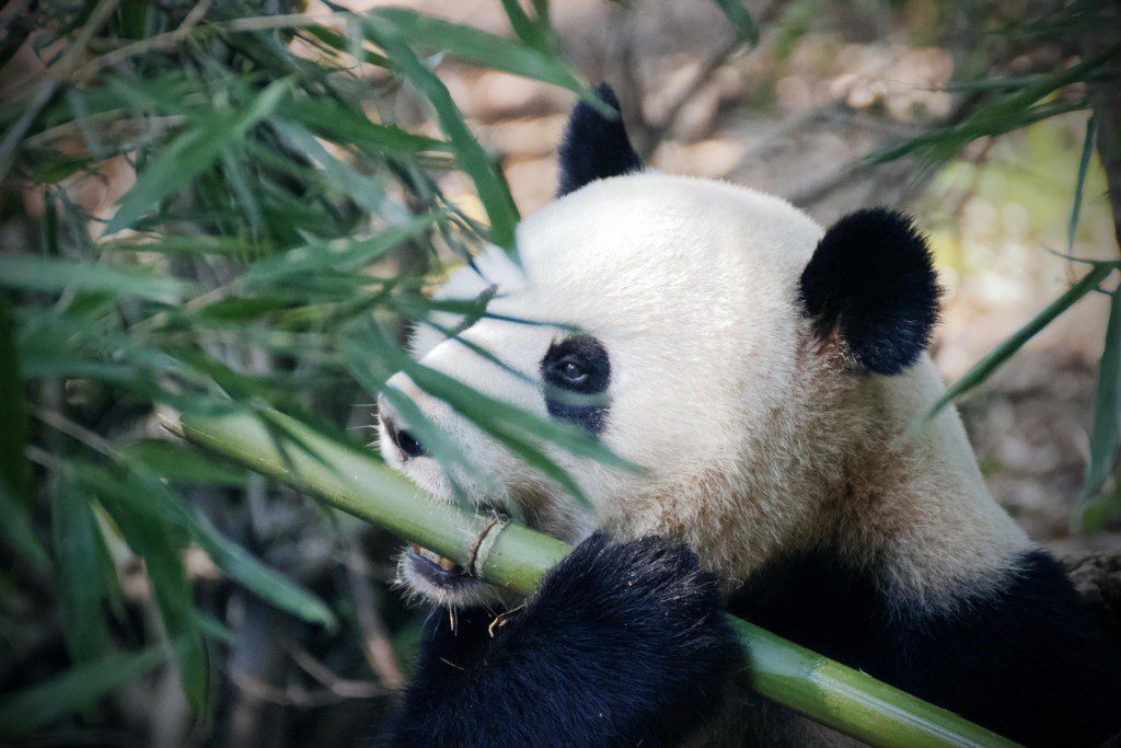 panda image 01