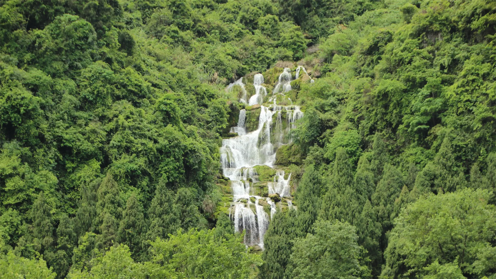 Bamboo forest as the raw material source in step 1 of the bamboo tissue manufacturing process