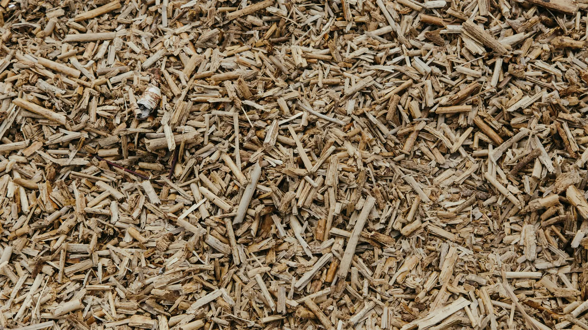 Bamboo cut into chips for pulping in step 3 of the bamboo tissue manufacturing process