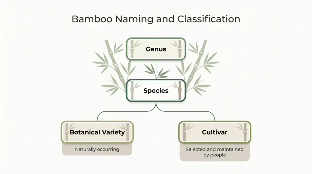 Bamboo taxonomy diagram showing genus and species with separate branches for botanical variety and cultivar